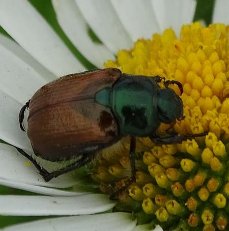 Réf. 184 682 : Phyllopertha horticola